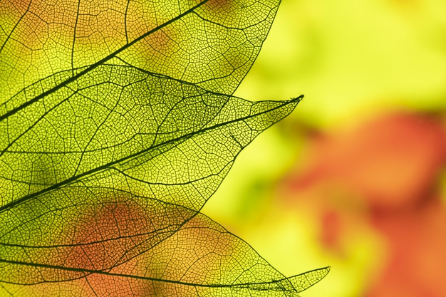 feuilles-automne freepik